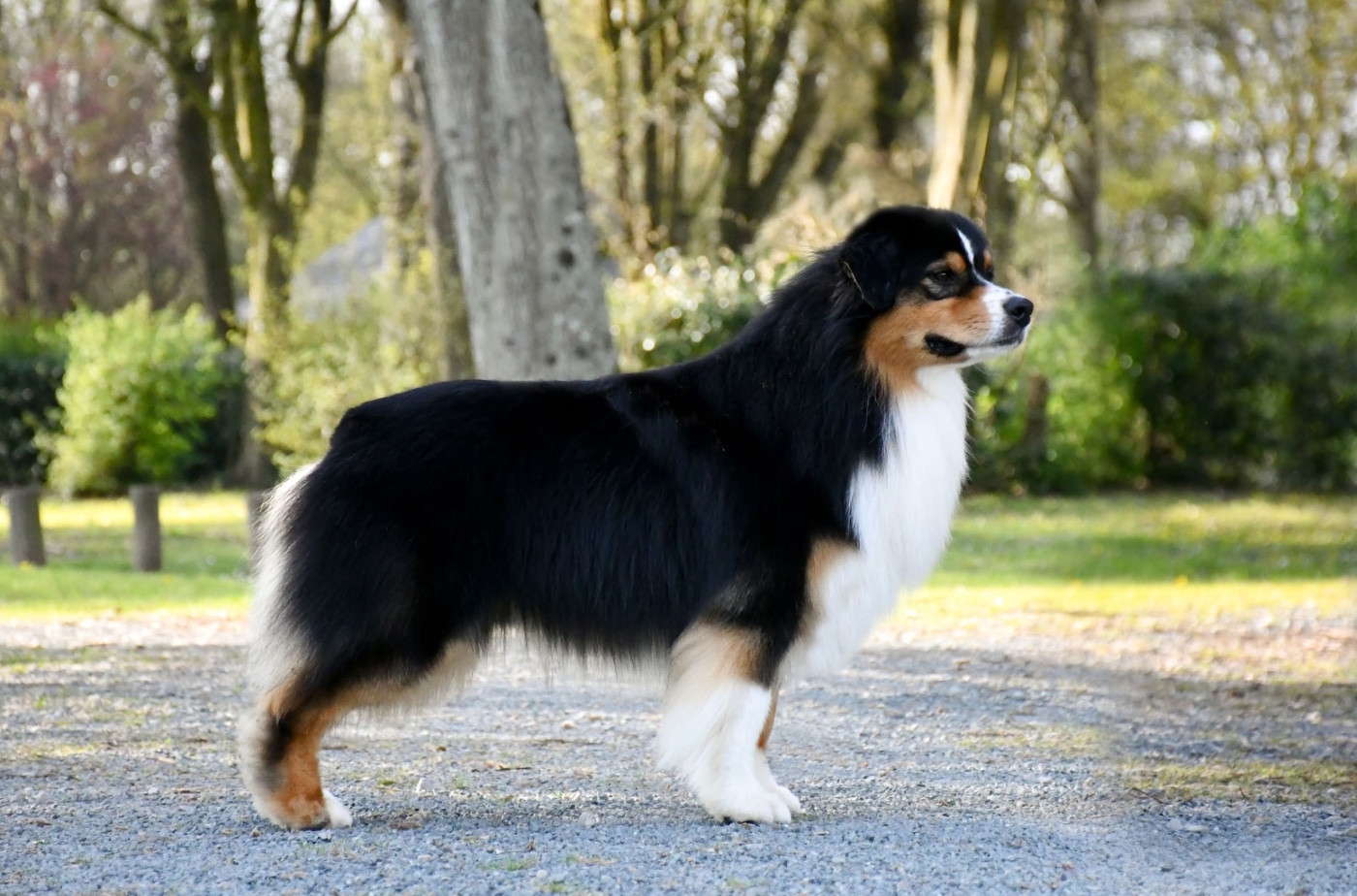 Vegeta du chemin de la belle etoile