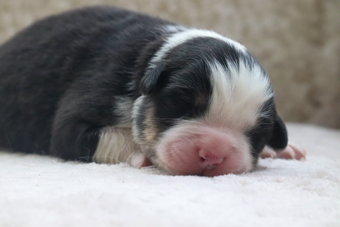 Du Village Caché De Konoha - Chiots disponibles - Berger Australien