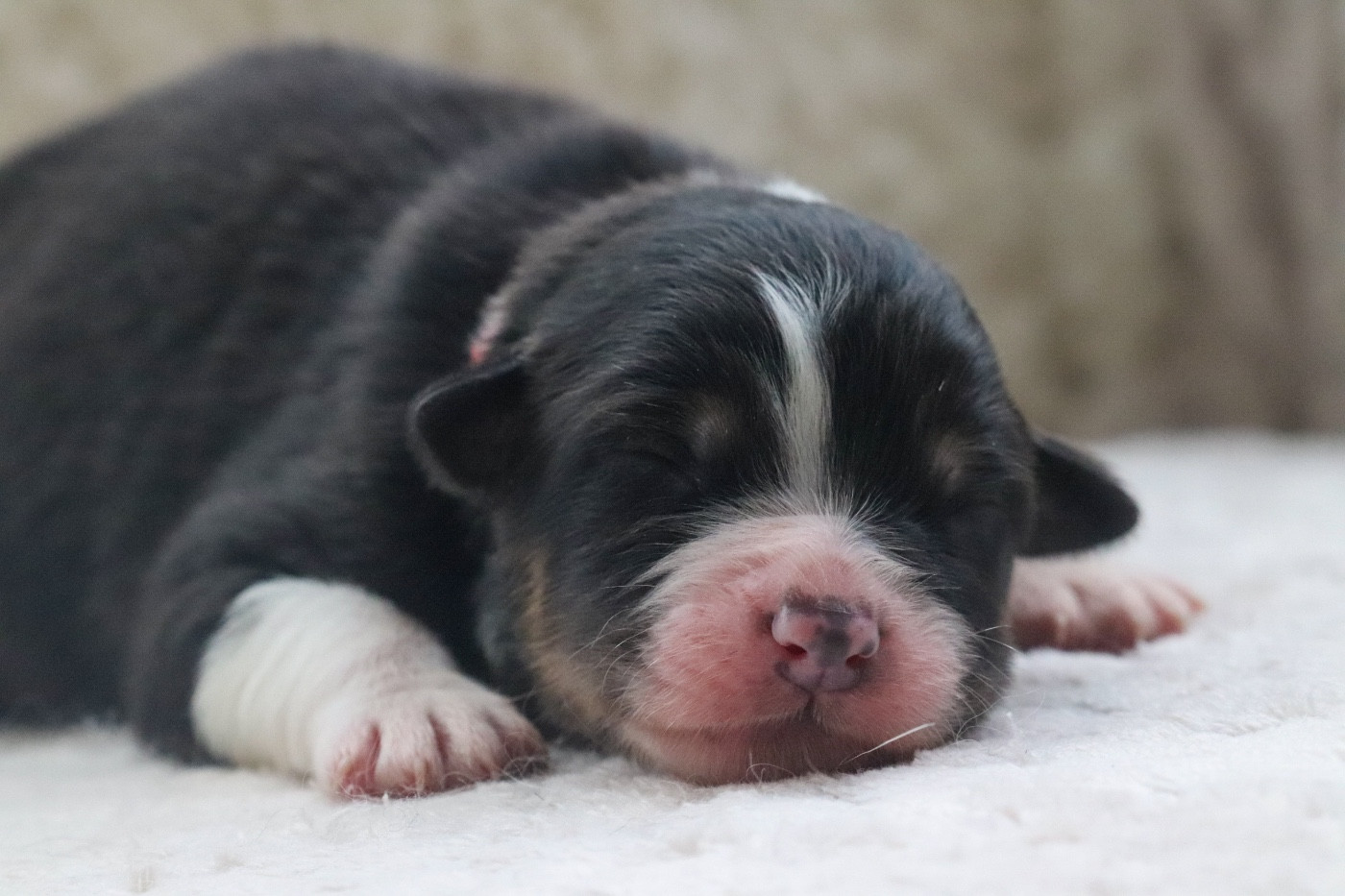 Du Village Caché De Konoha - Chiots disponibles - Berger Australien