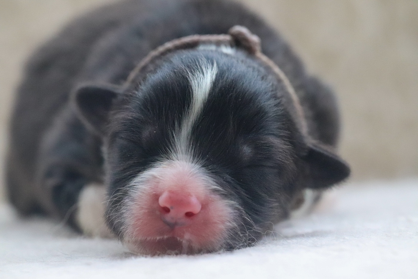 Du Village Caché De Konoha - Chiots disponibles - Berger Australien