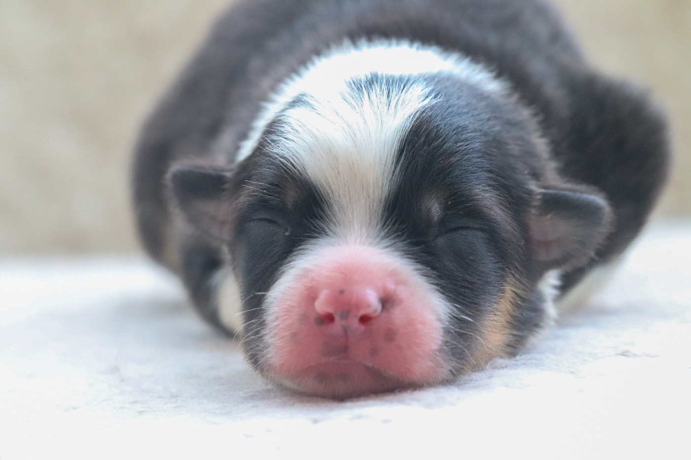 Du Village Caché De Konoha - Chiots disponibles - Berger Australien