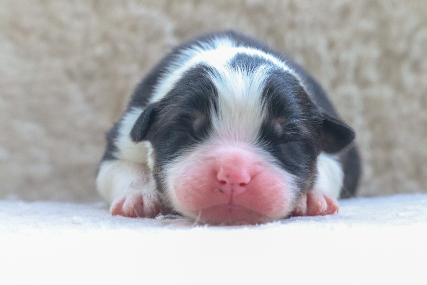 Du Village Caché De Konoha - Chiots disponibles - Berger Australien