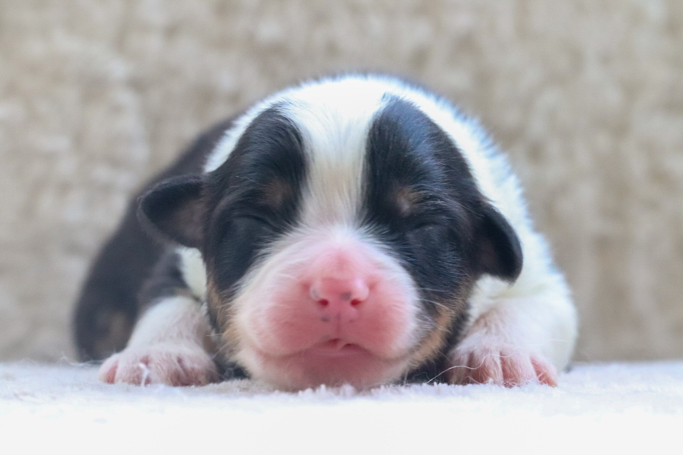 Du Village Caché De Konoha - Chiots disponibles - Berger Australien