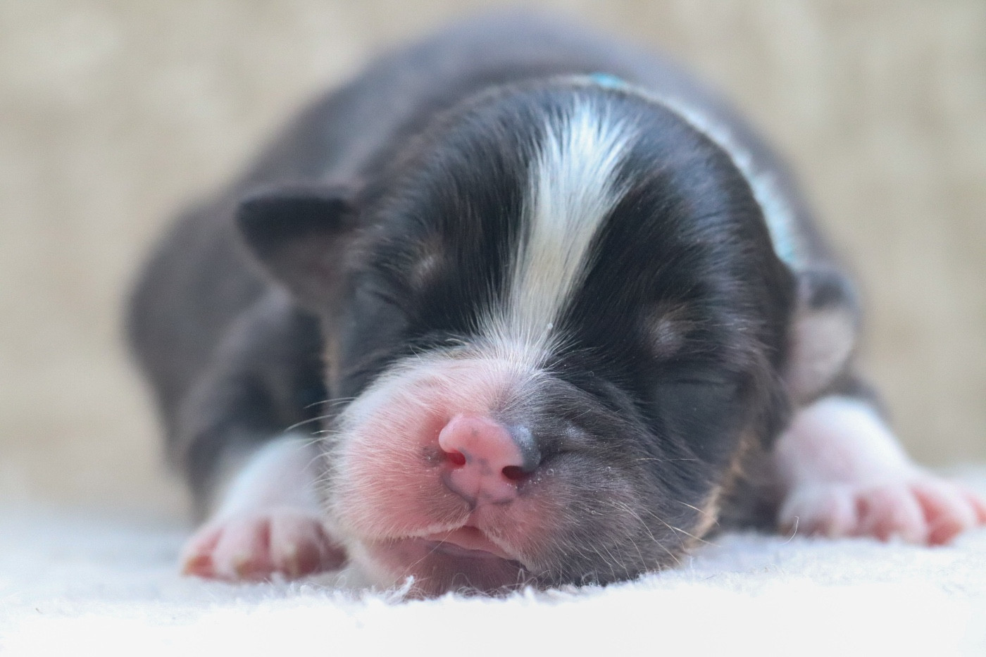 Du Village Caché De Konoha - Chiots disponibles - Berger Australien