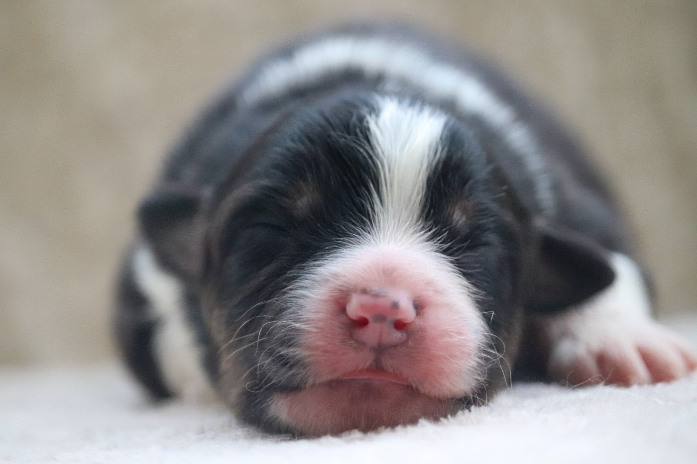 Du Village Caché De Konoha - Chiots disponibles - Berger Australien