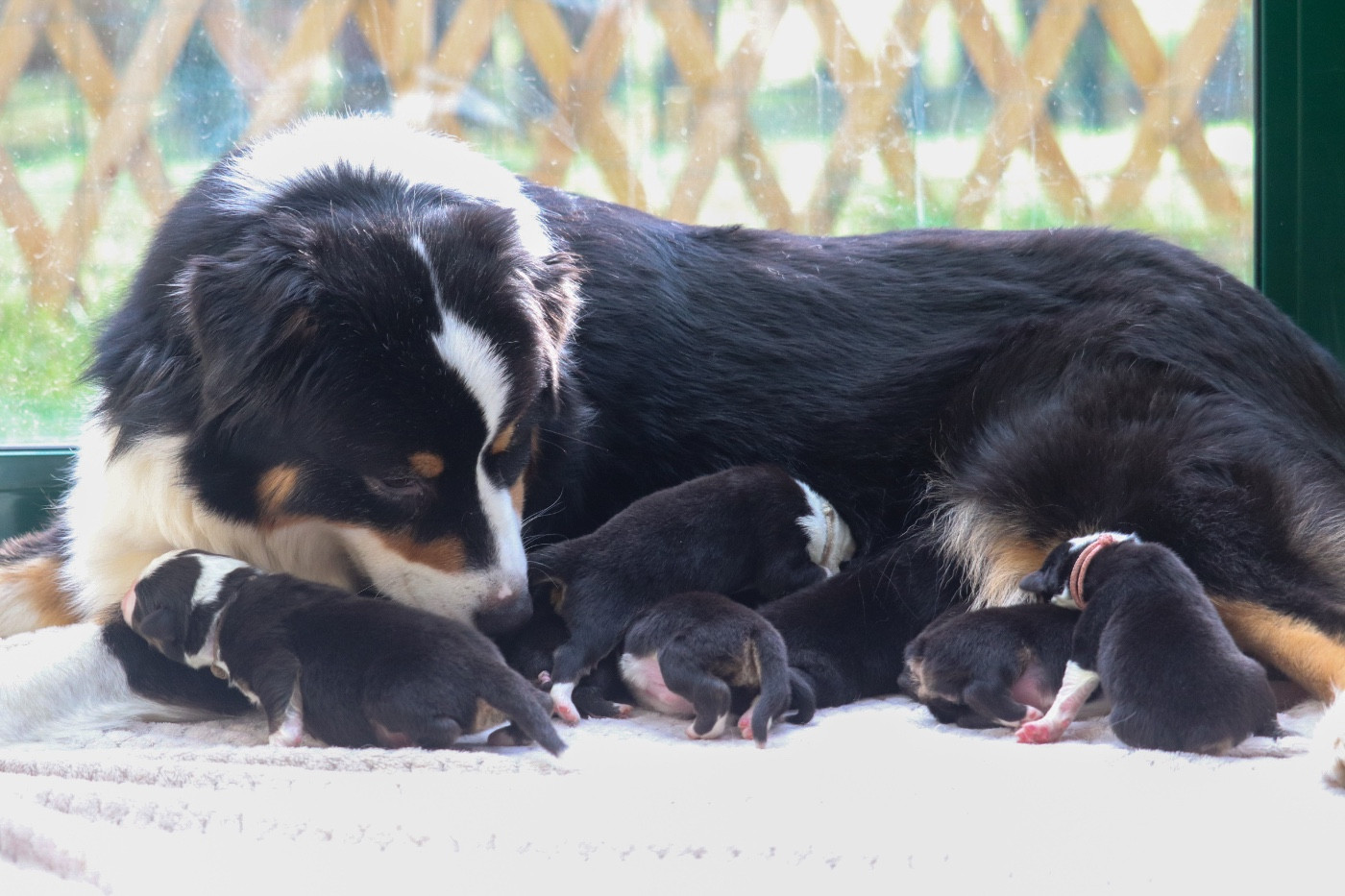 Chiot Berger Australien Du Village Caché De Konoha