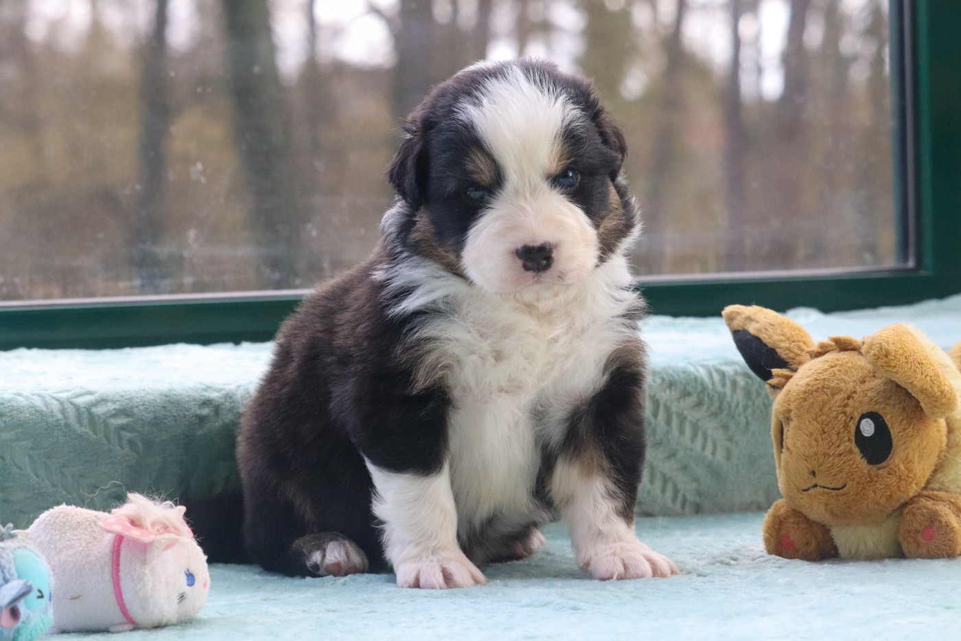 Du Village Caché De Konoha - Chiots disponibles - Berger Australien