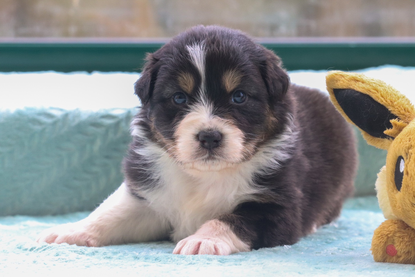 Du Village Caché De Konoha - Chiots disponibles - Berger Australien