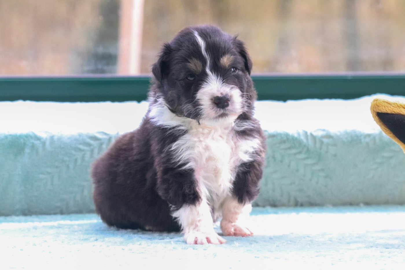 Du Village Caché De Konoha - Chiots disponibles - Berger Australien