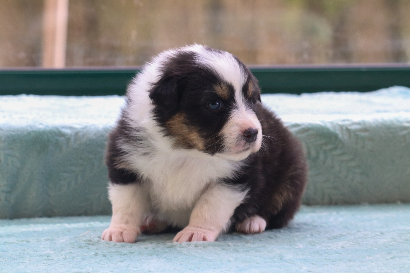 Du Village Caché De Konoha - Chiots disponibles - Berger Australien