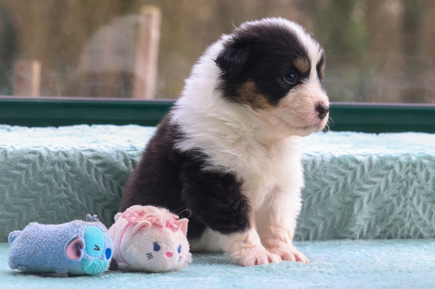 Du Village Caché De Konoha - Chiots disponibles - Berger Australien