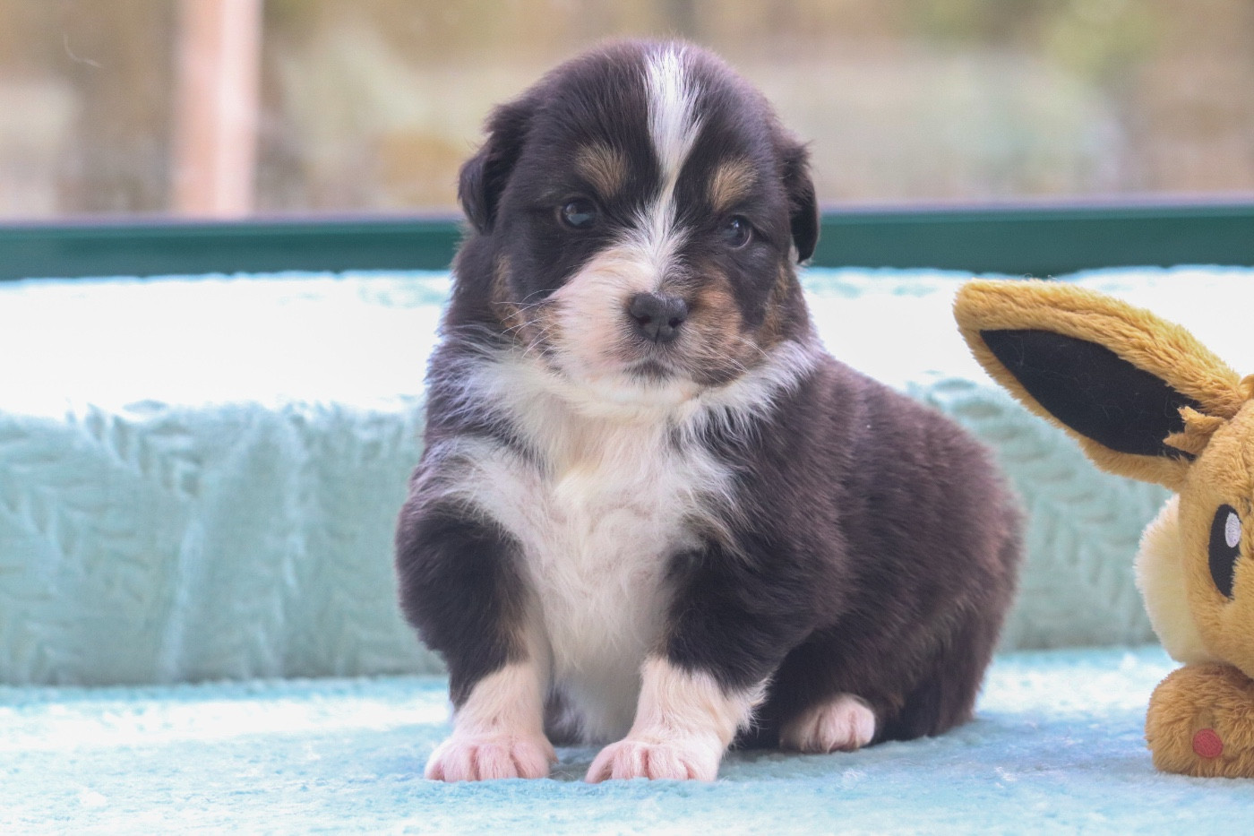 Du Village Caché De Konoha - Chiots disponibles - Berger Australien