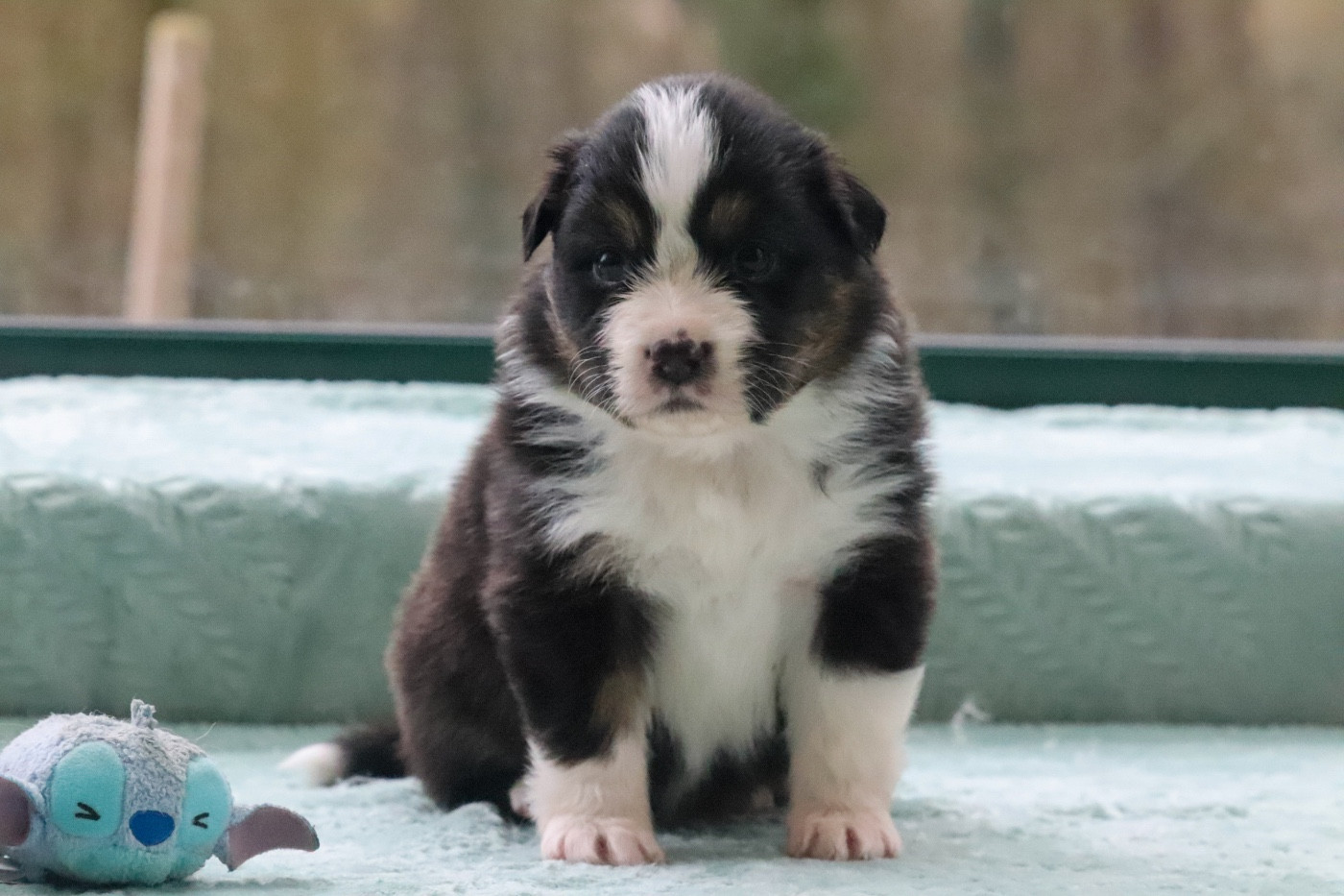 Du Village Caché De Konoha - Chiots disponibles - Berger Australien