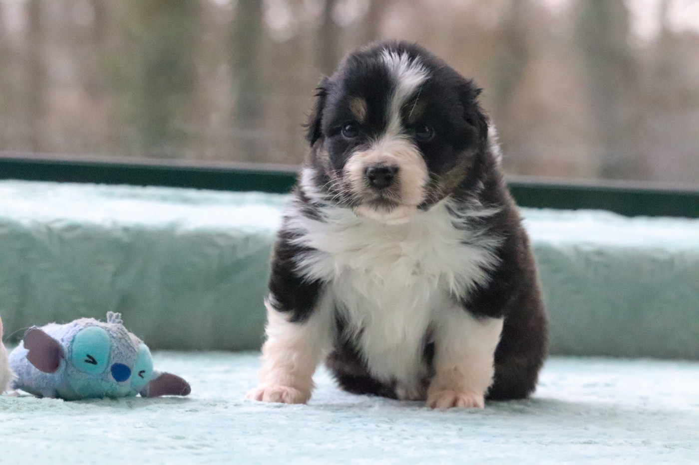 Du Village Caché De Konoha - Chiots disponibles - Berger Australien