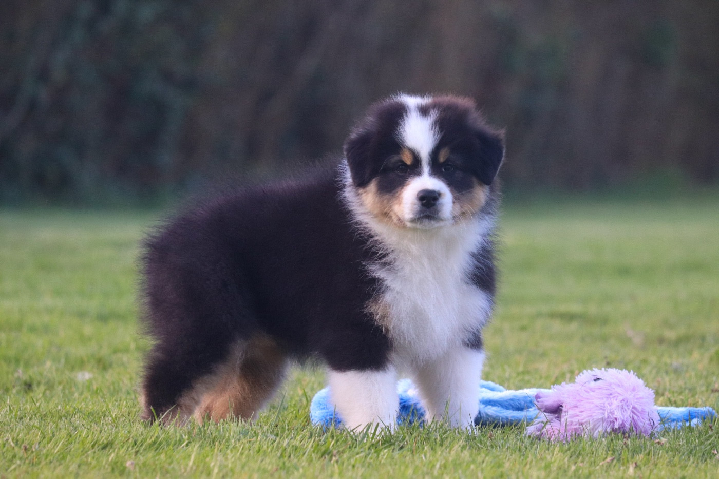 Du Village Caché De Konoha - Chiots disponibles - Berger Australien