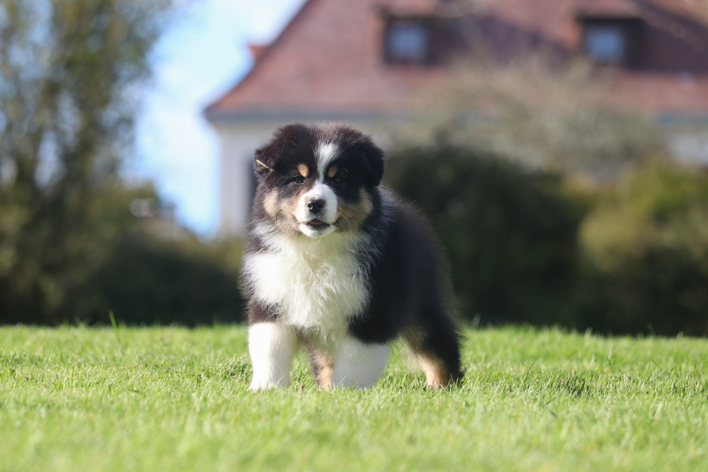 Du Village Caché De Konoha - Chiots disponibles - Berger Australien