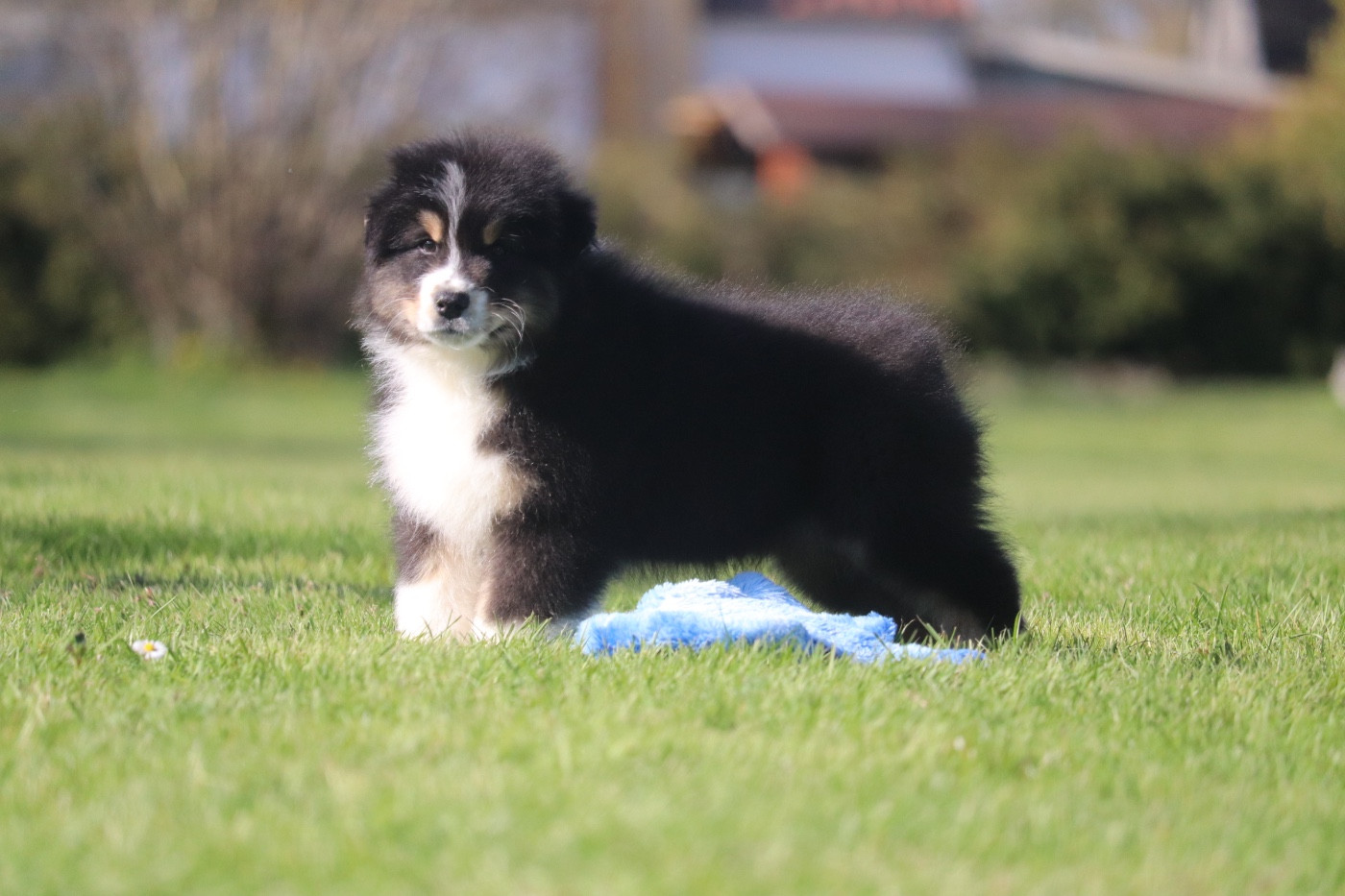 Du Village Caché De Konoha - Chiots disponibles - Berger Australien