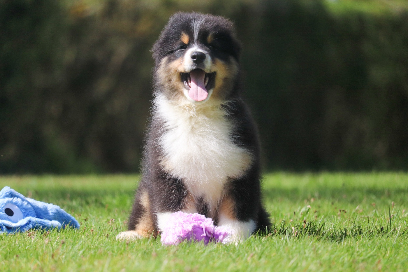 Du Village Caché De Konoha - Chiots disponibles - Berger Australien