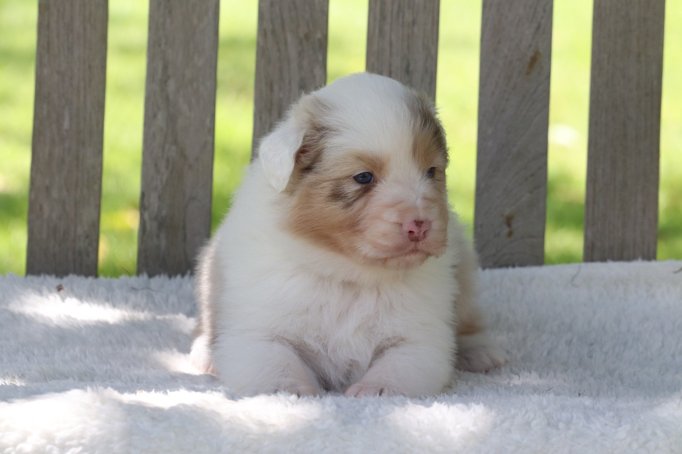 Du Village Caché De Konoha - Chiots disponibles - Berger Australien
