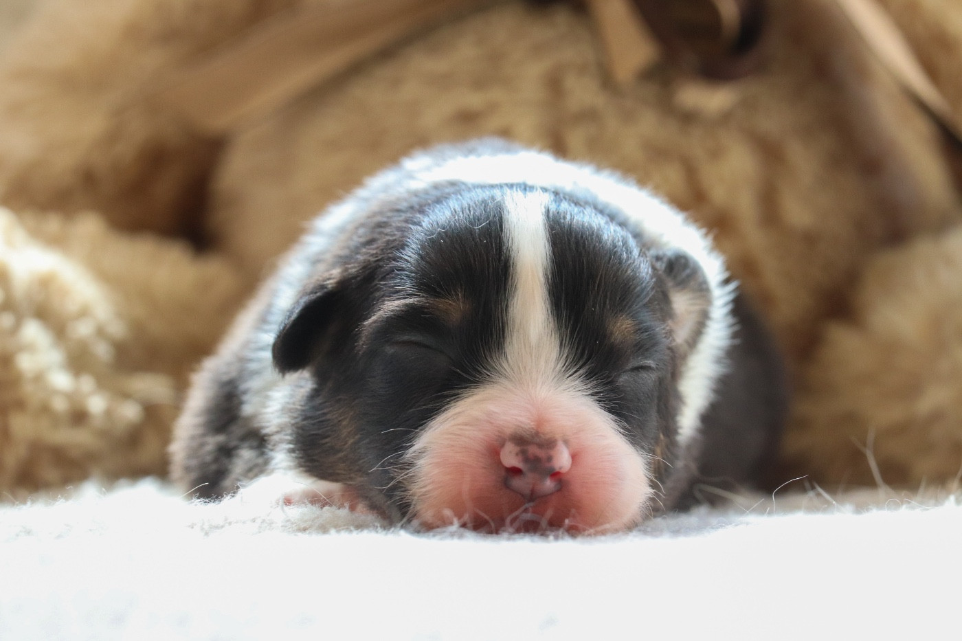 Du Village Caché De Konoha - Chiots disponibles - Berger Australien