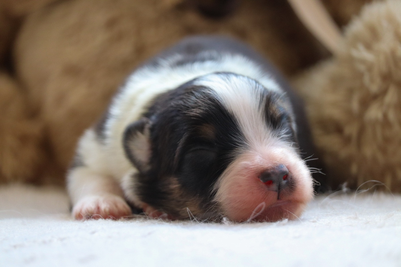Du Village Caché De Konoha - Chiots disponibles - Berger Australien