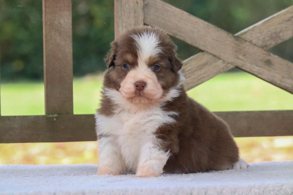 Du Village Caché De Konoha - Chiots disponibles - Berger Australien