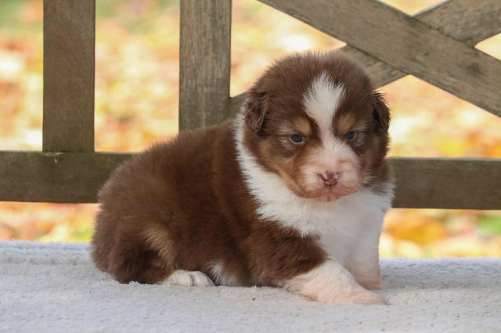 Du Village Caché De Konoha - Chiots disponibles - Berger Australien