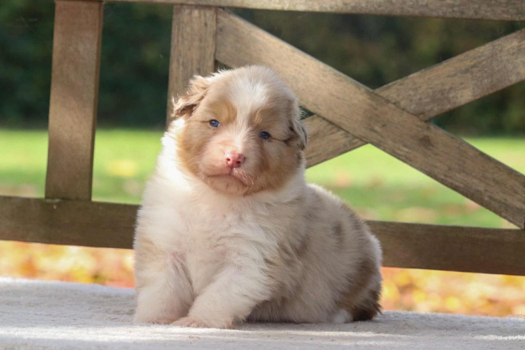 Du Village Caché De Konoha - Chiots disponibles - Berger Australien