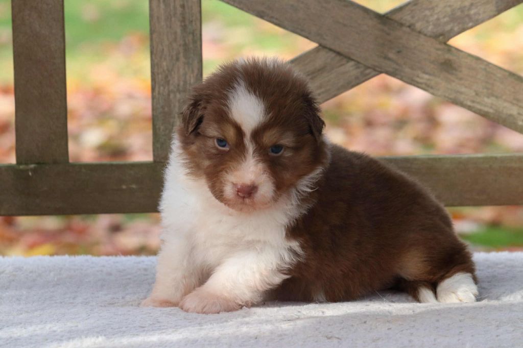 Du Village Caché De Konoha - Chiots disponibles - Berger Australien