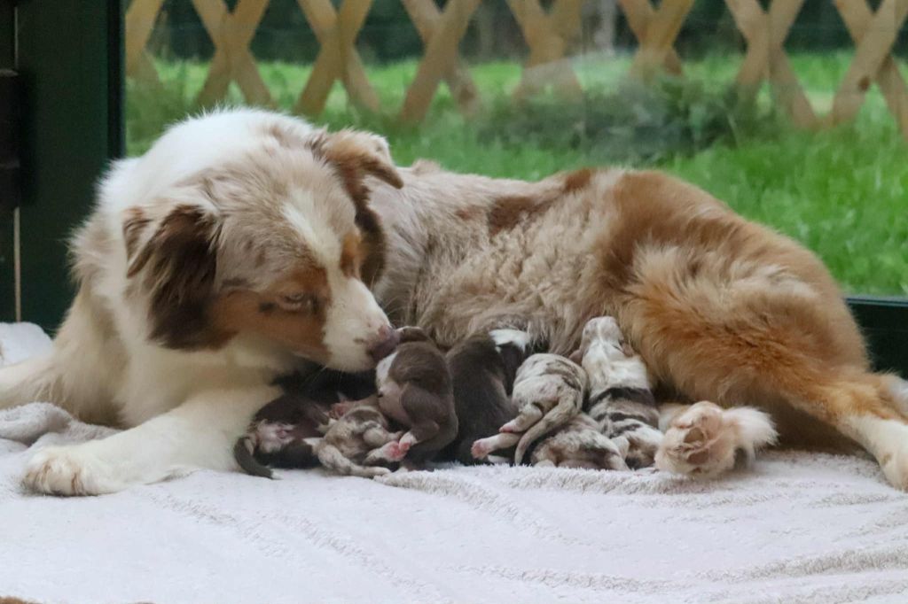 Chiot Berger Australien Du Village Caché De Konoha